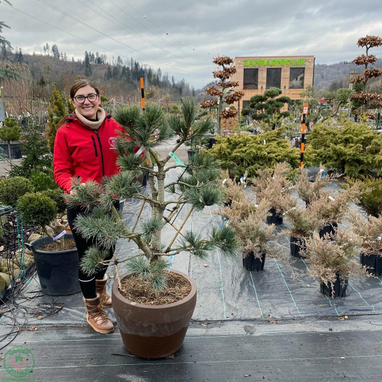Obrázok Borovica limbová (Pinus cembra) ´GLAUCA´ - výška 100-120 cm, kont. C90L - BONSAJ (-34°C)